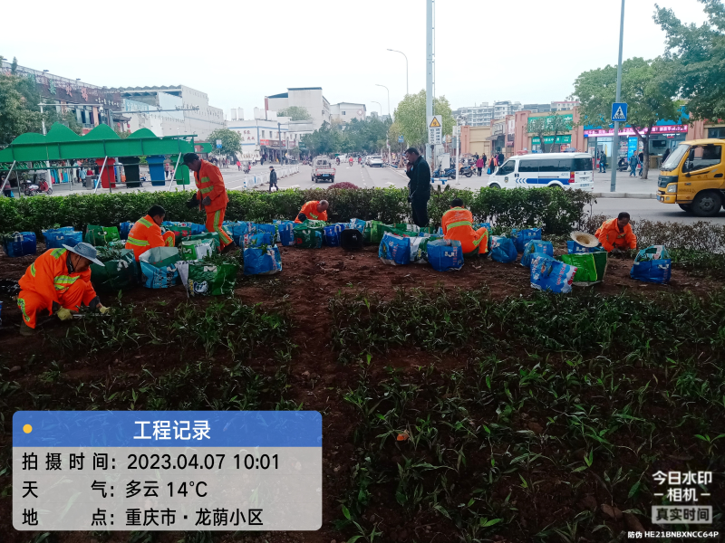 玉龍環保：綠化補栽